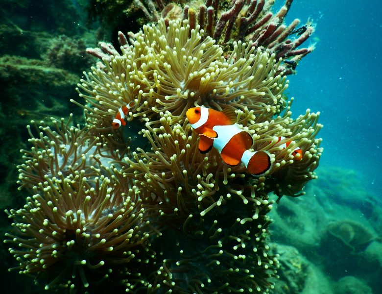 Les plus beaux poissons : où les voir ?