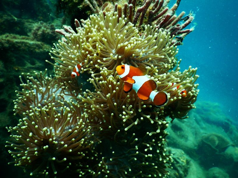 Les plus beaux poissons : où les voir ?