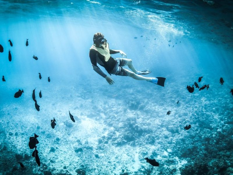 Les Meilleures Destinations Pour Nager Avec Les Poissons