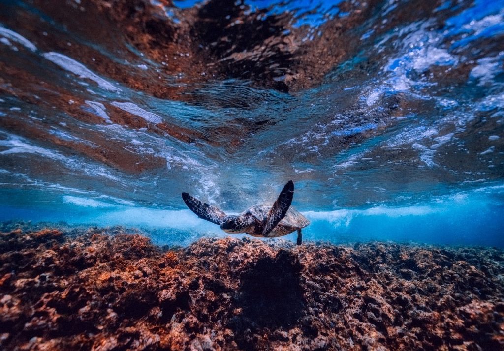 polynésie française snorkeling