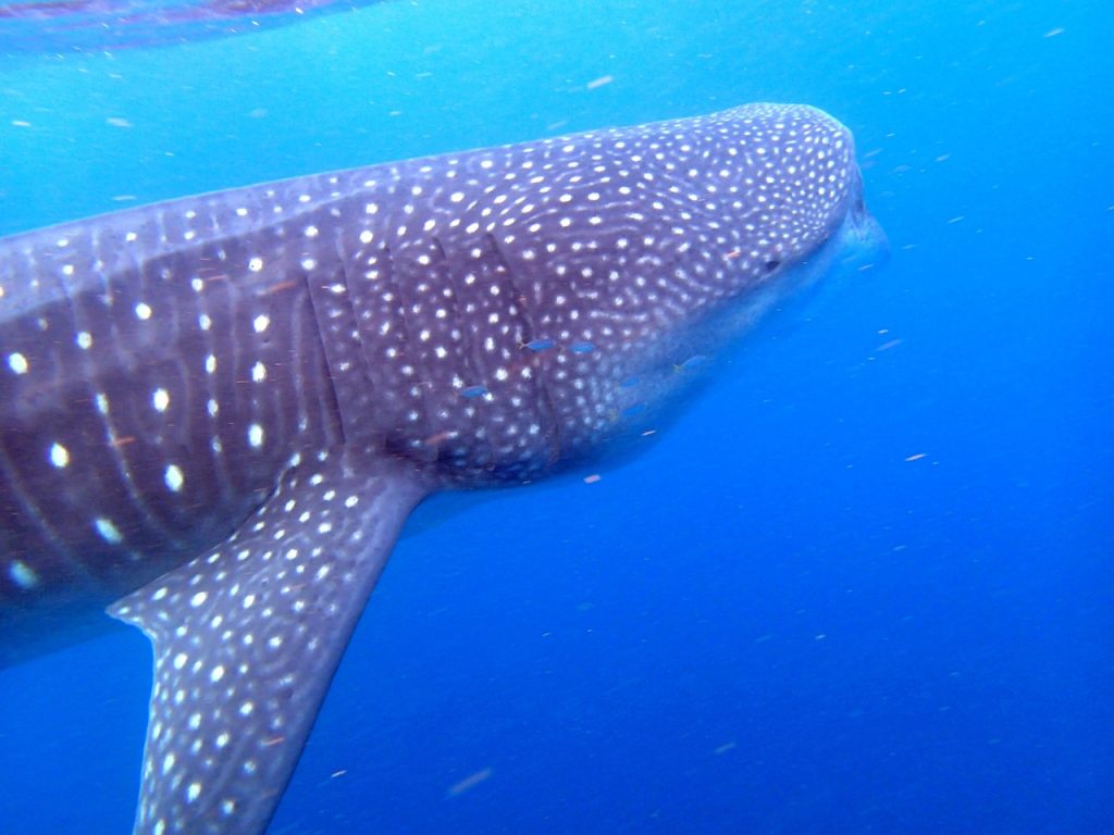 snorkeling avec requin baleine