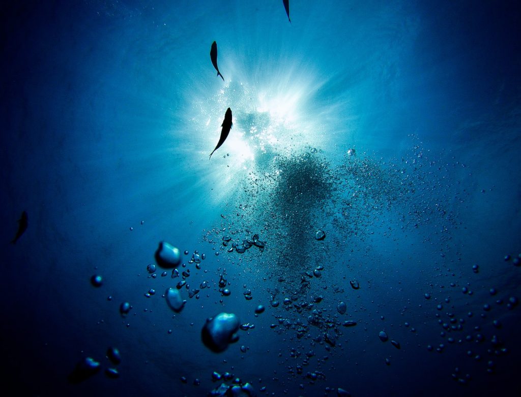 plongée poisson eau