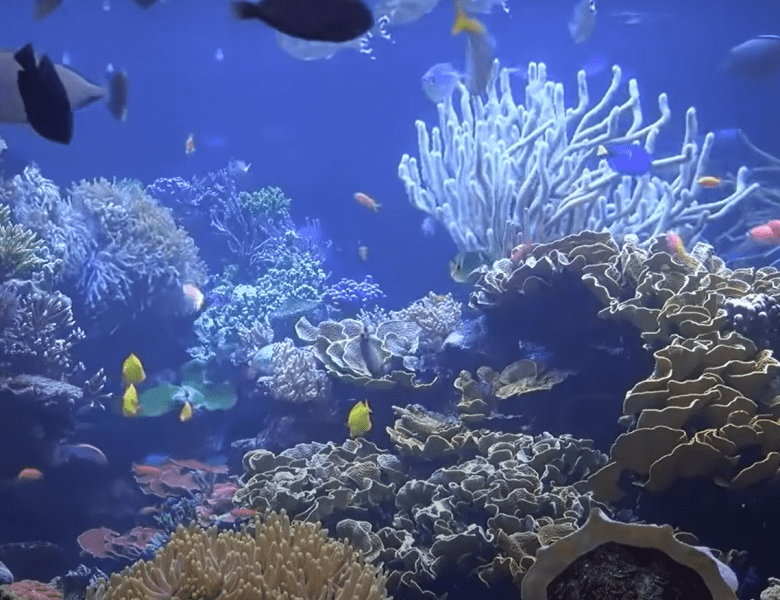Pourquoi faire de la plongée sous marine : les avantages pour vous !