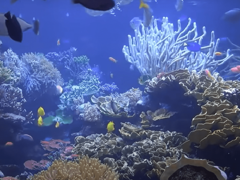 Pourquoi faire de la plongée sous marine : les avantages pour vous !