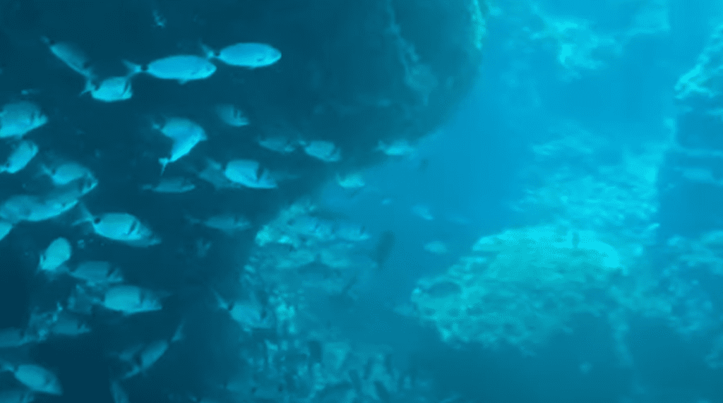 calanque snorkeling