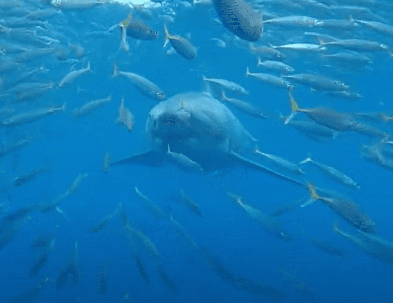 Où et comment plonger avec le Grand Requin Blanc ?