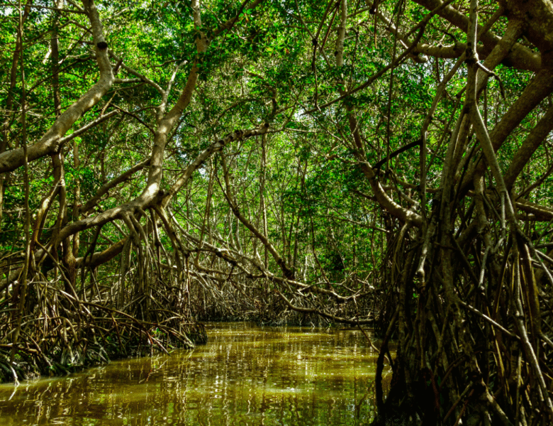 Mangrove guadeloupéenne : un sanctuaire pour les jeunes poissons