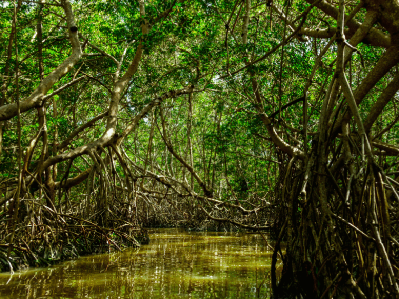 Mangrove guadeloupéenne : un sanctuaire pour les jeunes poissons