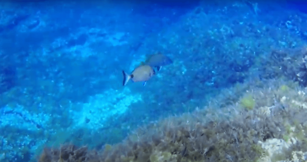 plongee poisson corail