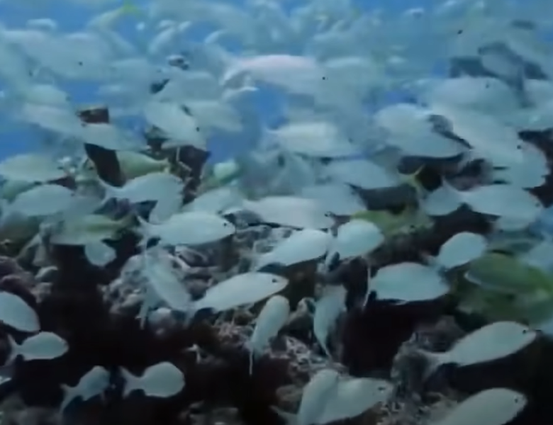 Les plus beaux fonds marins : découvrez leur emplacement !