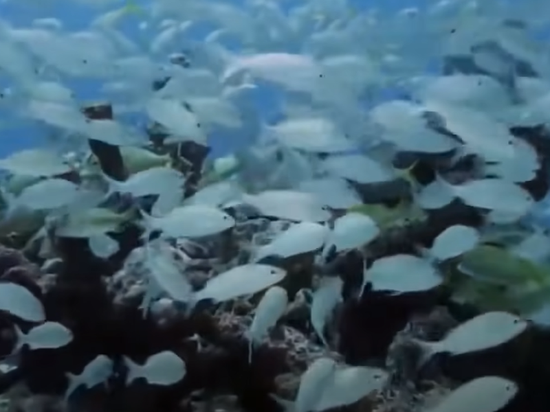 Les plus beaux fonds marins : découvrez leur emplacement !