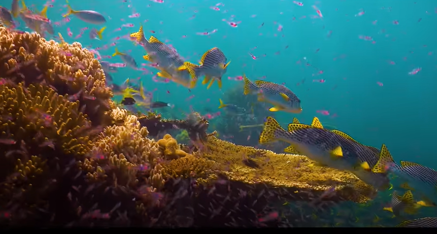 raja ampat poisson plongée bouteille