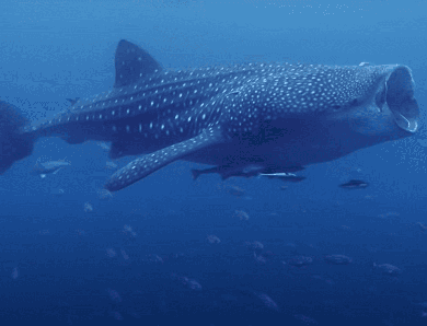 Voyage au Mexique : où observer des requins ?