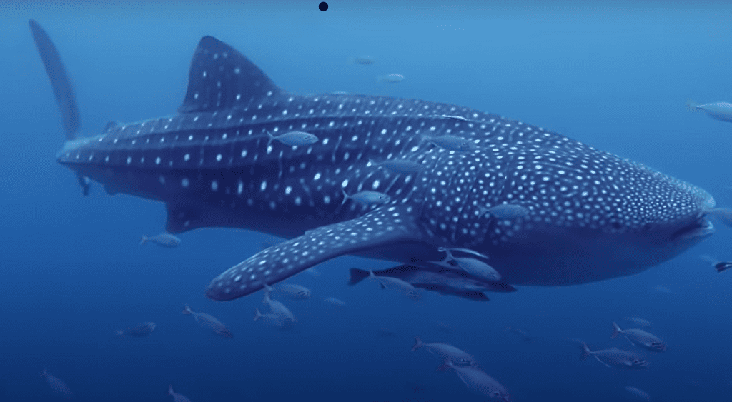 requin baleine mexique poisson