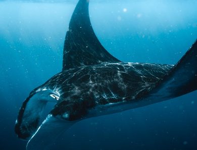 Nos plus belles photos sous marine de raies