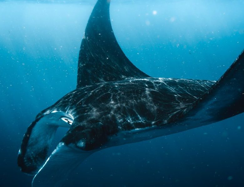 Nos plus belles photos sous marine de raies