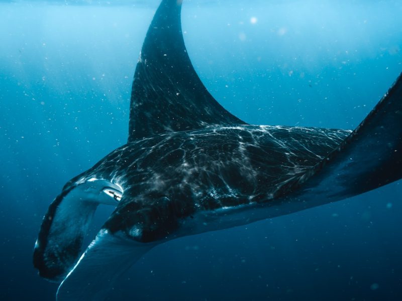 Nos plus belles photos sous marine de raies
