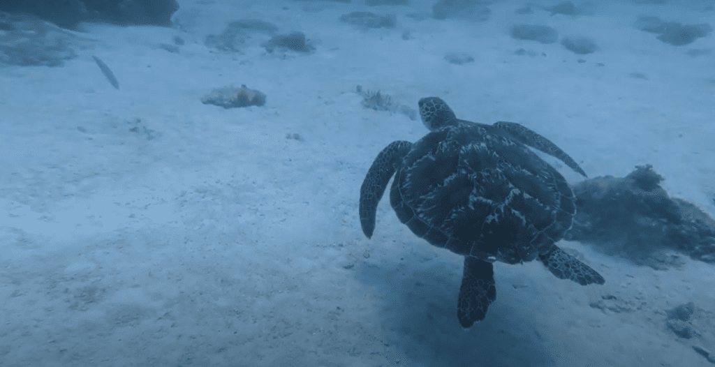 tortue zanzibar