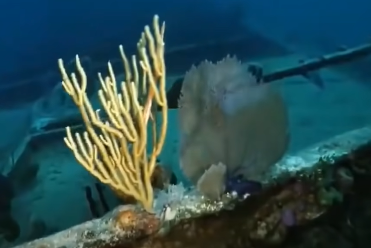 fonds marins corail plongee