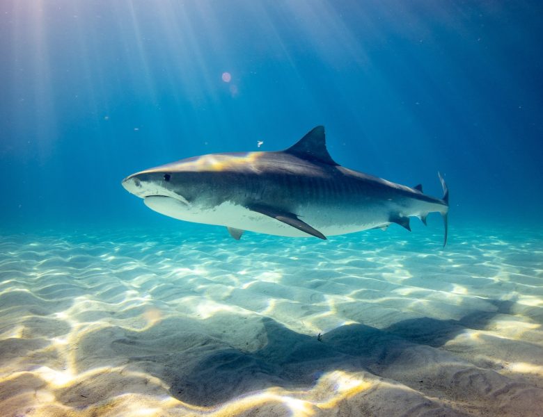 L’arène aux requins de l’île Maurice : un spectacle à couper le souffle !