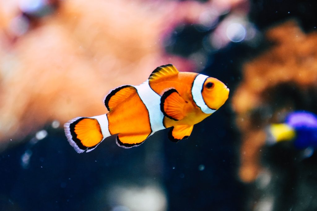 poisson Nemo joli