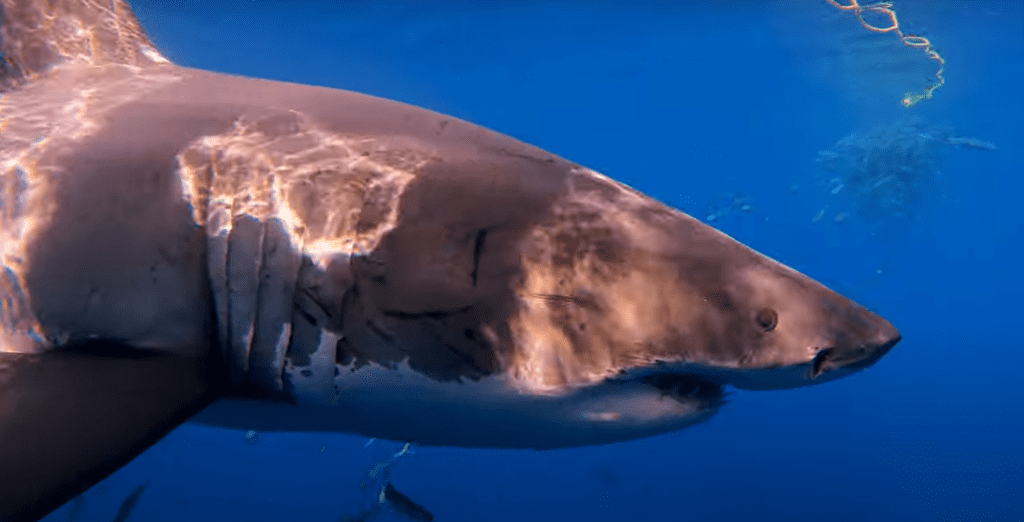 grand requin blanc guadalupe
