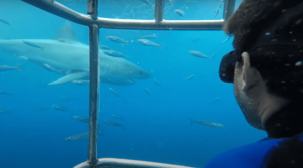grand requin blanc dans une cage poisson plongeur