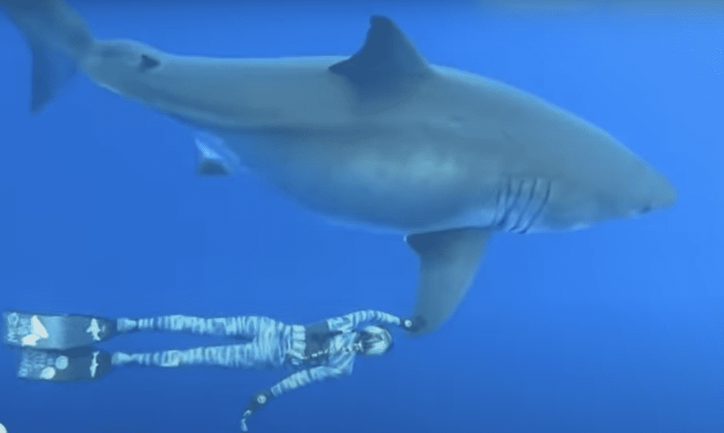 plongeuse ocean ramsey requin blanc