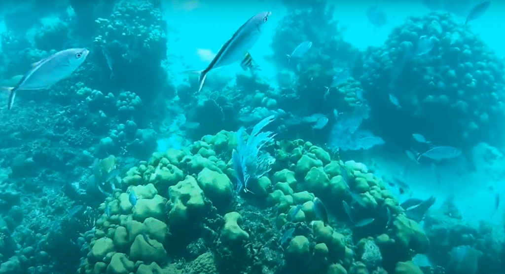 snorkeling isla catalina dominicus