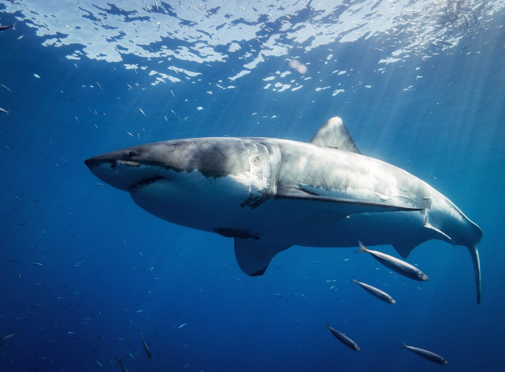 ile maurice requin plongée