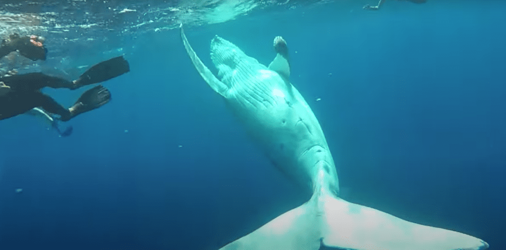 baleine plongeur