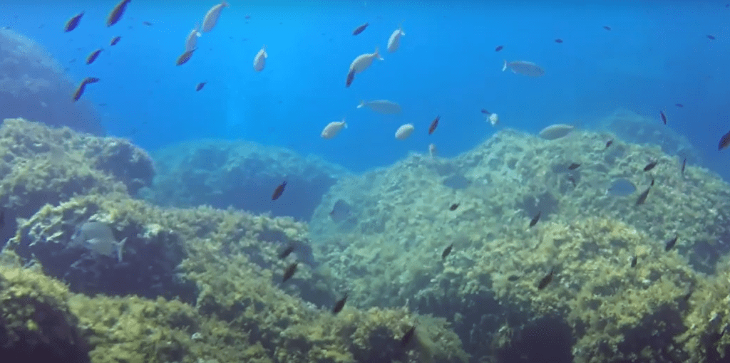 banc poisson rocher sous l'eau