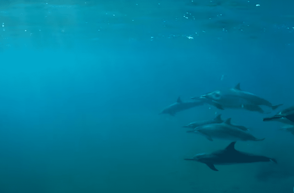 dauphin plongee fernando noronha bresil