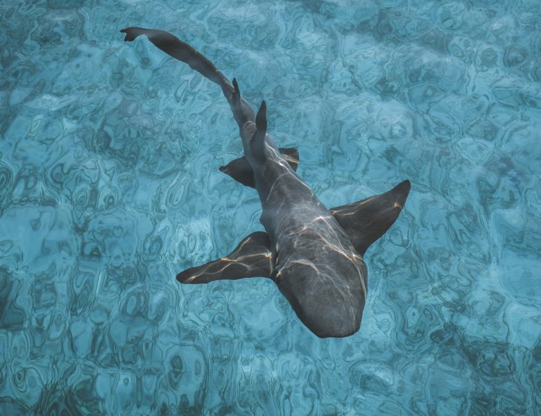 Y a-t-il des requins à Zanzibar ?