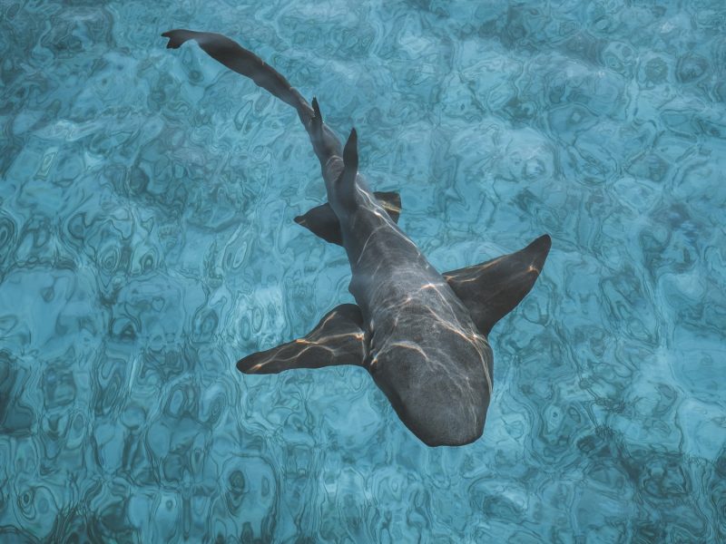 Y a-t-il des requins à Zanzibar ?
