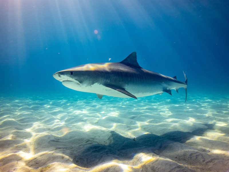 L'arène aux requins de l'île Maurice : un spectacle à couper le souffle !