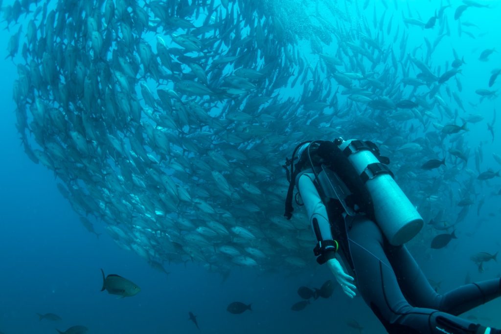 plongée banc de poisson
