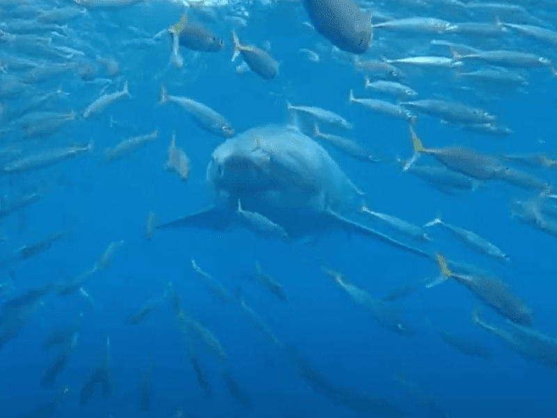 Où et comment plonger avec le Grand Requin Blanc ?