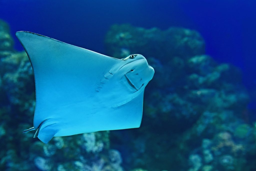 raie manta avec corail