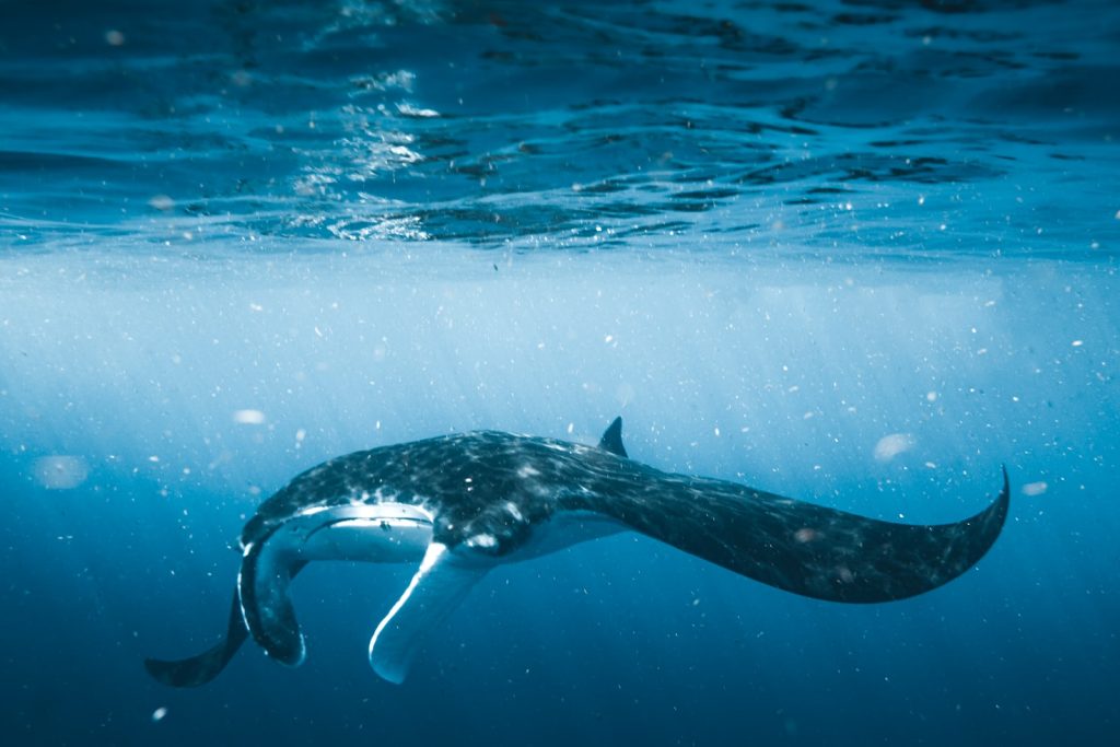 raie manta plongeur sous l'eau
