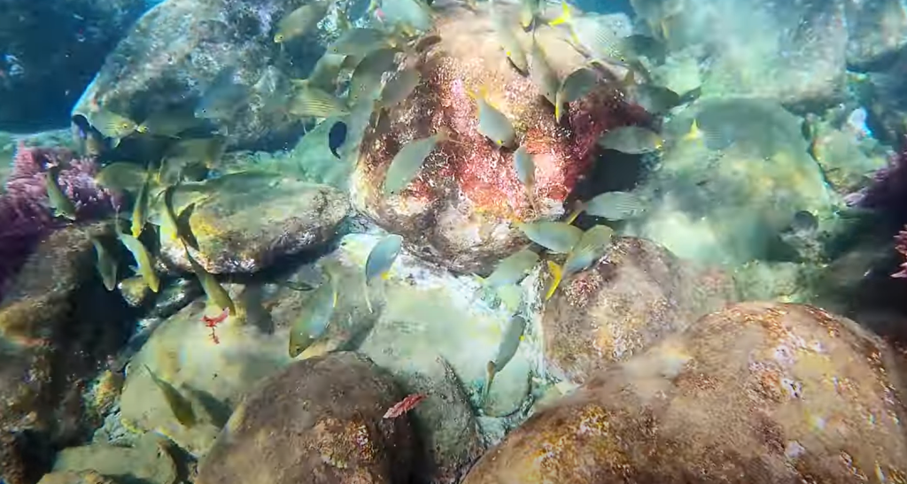 madère sous l'eau snorkeling
