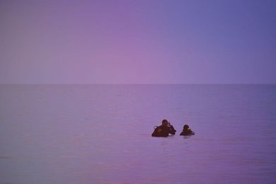 Plonger de nuit, la vie marine qu'on ne croise jamais le jour