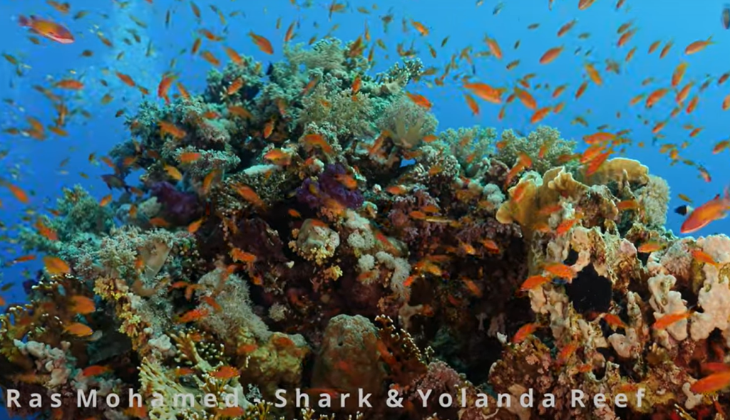 plongee ras mohammes shark yolanda reef