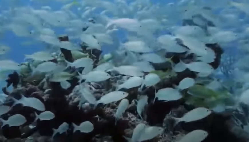 poisson blanc plongee