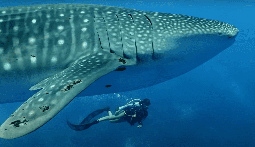 requin baleine comparé à nu homme plongeur