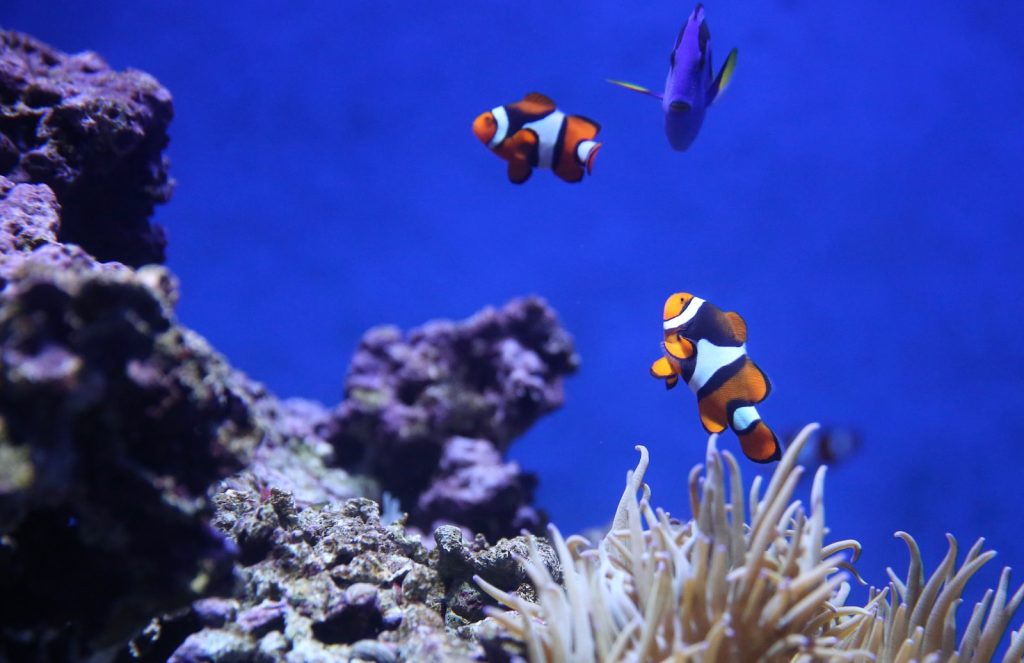 nemo dory marin anémone rocher