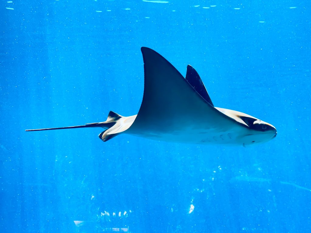 raie manta qui vol